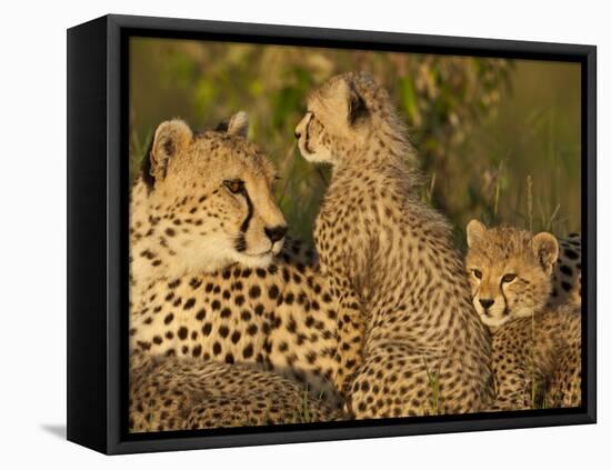 Cheetahs, Upper Mara, Masai Mara Game Reserve, Kenya-Joe & Mary Ann McDonald-Framed Stretched Canvas