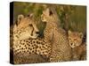 Cheetahs, Upper Mara, Masai Mara Game Reserve, Kenya-Joe & Mary Ann McDonald-Stretched Canvas