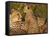 Cheetahs, Upper Mara, Masai Mara Game Reserve, Kenya-Joe & Mary Ann McDonald-Framed Stretched Canvas