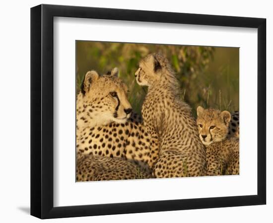 Cheetahs, Upper Mara, Masai Mara Game Reserve, Kenya-Joe & Mary Ann McDonald-Framed Photographic Print