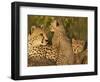 Cheetahs, Upper Mara, Masai Mara Game Reserve, Kenya-Joe & Mary Ann McDonald-Framed Photographic Print