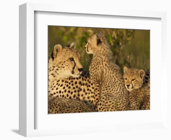 Cheetahs, Upper Mara, Masai Mara Game Reserve, Kenya-Joe & Mary Ann McDonald-Framed Photographic Print