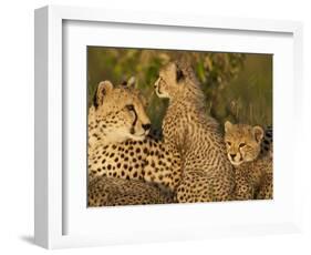 Cheetahs, Upper Mara, Masai Mara Game Reserve, Kenya-Joe & Mary Ann McDonald-Framed Photographic Print