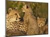 Cheetahs, Upper Mara, Masai Mara Game Reserve, Kenya-Joe & Mary Ann McDonald-Mounted Photographic Print