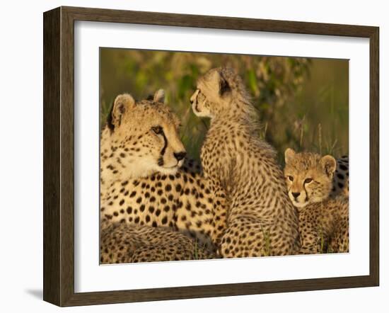 Cheetahs, Upper Mara, Masai Mara Game Reserve, Kenya-Joe & Mary Ann McDonald-Framed Photographic Print