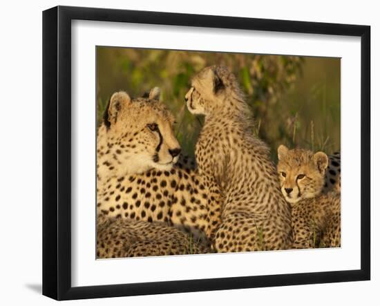 Cheetahs, Upper Mara, Masai Mara Game Reserve, Kenya-Joe & Mary Ann McDonald-Framed Photographic Print