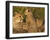 Cheetahs, Upper Mara, Masai Mara Game Reserve, Kenya-Joe & Mary Ann McDonald-Framed Photographic Print