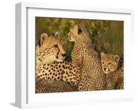 Cheetahs, Upper Mara, Masai Mara Game Reserve, Kenya-Joe & Mary Ann McDonald-Framed Photographic Print