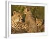 Cheetahs, Upper Mara, Masai Mara Game Reserve, Kenya-Joe & Mary Ann McDonald-Framed Photographic Print