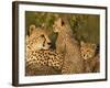 Cheetahs, Upper Mara, Masai Mara Game Reserve, Kenya-Joe & Mary Ann McDonald-Framed Photographic Print