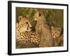 Cheetahs, Upper Mara, Masai Mara Game Reserve, Kenya-Joe & Mary Ann McDonald-Framed Photographic Print