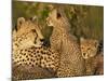 Cheetahs, Upper Mara, Masai Mara Game Reserve, Kenya-Joe & Mary Ann McDonald-Mounted Photographic Print