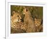 Cheetahs, Upper Mara, Masai Mara Game Reserve, Kenya-Joe & Mary Ann McDonald-Framed Photographic Print