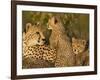 Cheetahs, Upper Mara, Masai Mara Game Reserve, Kenya-Joe & Mary Ann McDonald-Framed Photographic Print