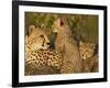 Cheetahs, Upper Mara, Masai Mara Game Reserve, Kenya-Joe & Mary Ann McDonald-Framed Photographic Print