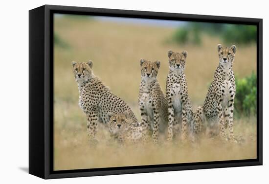 Cheetahs X Five Sitting in Line-null-Framed Stretched Canvas