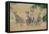 Cheetahs X Five Sitting in Line-null-Framed Stretched Canvas