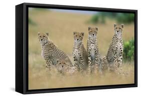 Cheetahs X Five Sitting in Line-null-Framed Stretched Canvas