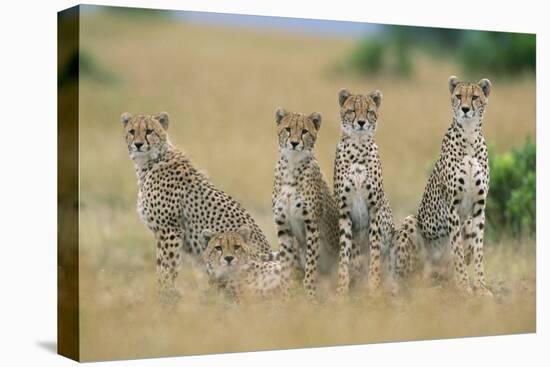 Cheetahs X Five Sitting in Line-null-Stretched Canvas