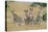 Cheetahs X Five Sitting in Line-null-Stretched Canvas