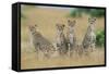 Cheetahs X Five Sitting in Line-null-Framed Stretched Canvas