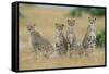 Cheetahs X Five Sitting in Line-null-Framed Stretched Canvas