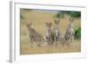 Cheetahs X Five Sitting in Line-null-Framed Photographic Print