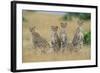 Cheetahs X Five Sitting in Line-null-Framed Photographic Print