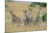 Cheetahs X Five Sitting in Line-null-Mounted Photographic Print