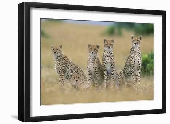 Cheetahs X Five Sitting in Line-null-Framed Photographic Print