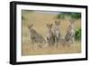 Cheetahs X Five Sitting in Line-null-Framed Photographic Print