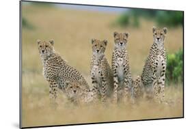 Cheetahs X Five Sitting in Line-null-Mounted Photographic Print