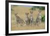 Cheetahs X Five Sitting in Line-null-Framed Photographic Print