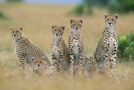 Premium Photographic Print, , large