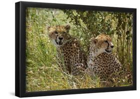 Cheetahs-null-Framed Poster