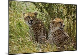 Cheetahs-null-Mounted Poster