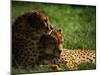 Cheetahs-Mitch Diamond-Mounted Premium Photographic Print