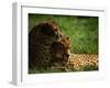 Cheetahs-Mitch Diamond-Framed Photographic Print