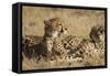 Cheetahs-Michele Westmorland-Framed Stretched Canvas