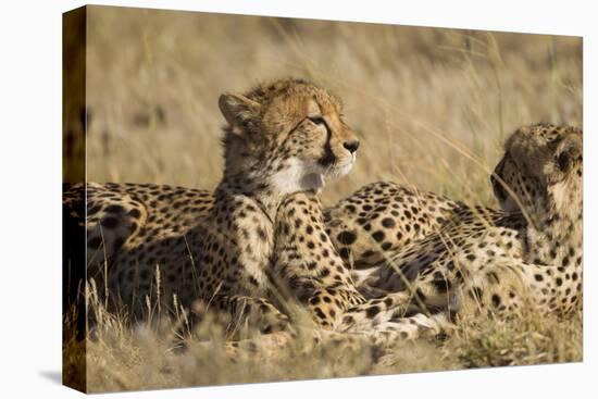 Cheetahs-Michele Westmorland-Stretched Canvas
