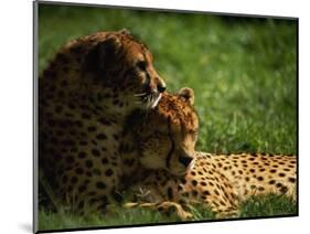 Cheetahs-Mitch Diamond-Mounted Photographic Print