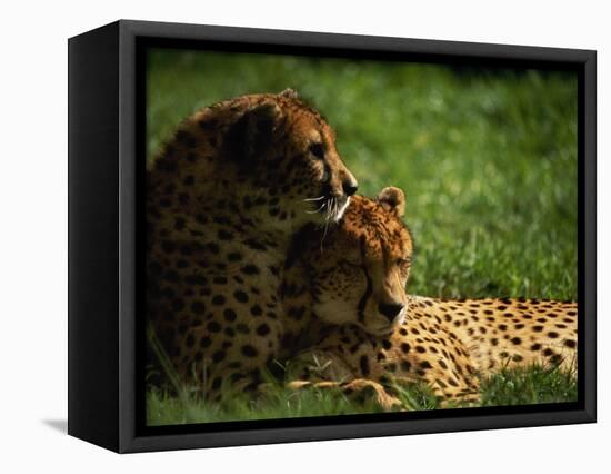 Cheetahs-Mitch Diamond-Framed Stretched Canvas