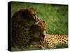 Cheetahs-Mitch Diamond-Stretched Canvas