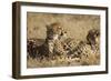 Cheetahs-Michele Westmorland-Framed Photographic Print