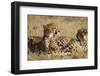 Cheetahs-Michele Westmorland-Framed Photographic Print