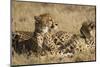 Cheetahs-Michele Westmorland-Mounted Photographic Print