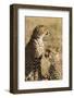 Cheetahs-Michele Westmorland-Framed Photographic Print