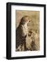 Cheetahs-Michele Westmorland-Framed Photographic Print