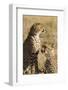 Cheetahs-Michele Westmorland-Framed Photographic Print