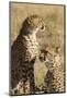 Cheetahs-Michele Westmorland-Mounted Photographic Print